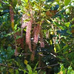 Macadamia Nut Tree -Green Plant Store Macadamia Nut Tree 2