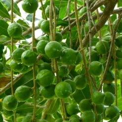 Macadamia Nut Tree -Green Plant Store Macadamia Nut Tree 3