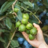 Macadamia Nut Tree -Green Plant Store Macadamia Nut Tree 600x600 FGT