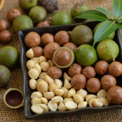 Macadamia Nut Tree -Green Plant Store Macadamia Nut Tree 6 FGT
