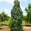 Weeping Persimmon -Green Plant Store Magic Fountain Weeping Persimmon 600x600 bc23161f b03d 405c b030 48913a5cb84e