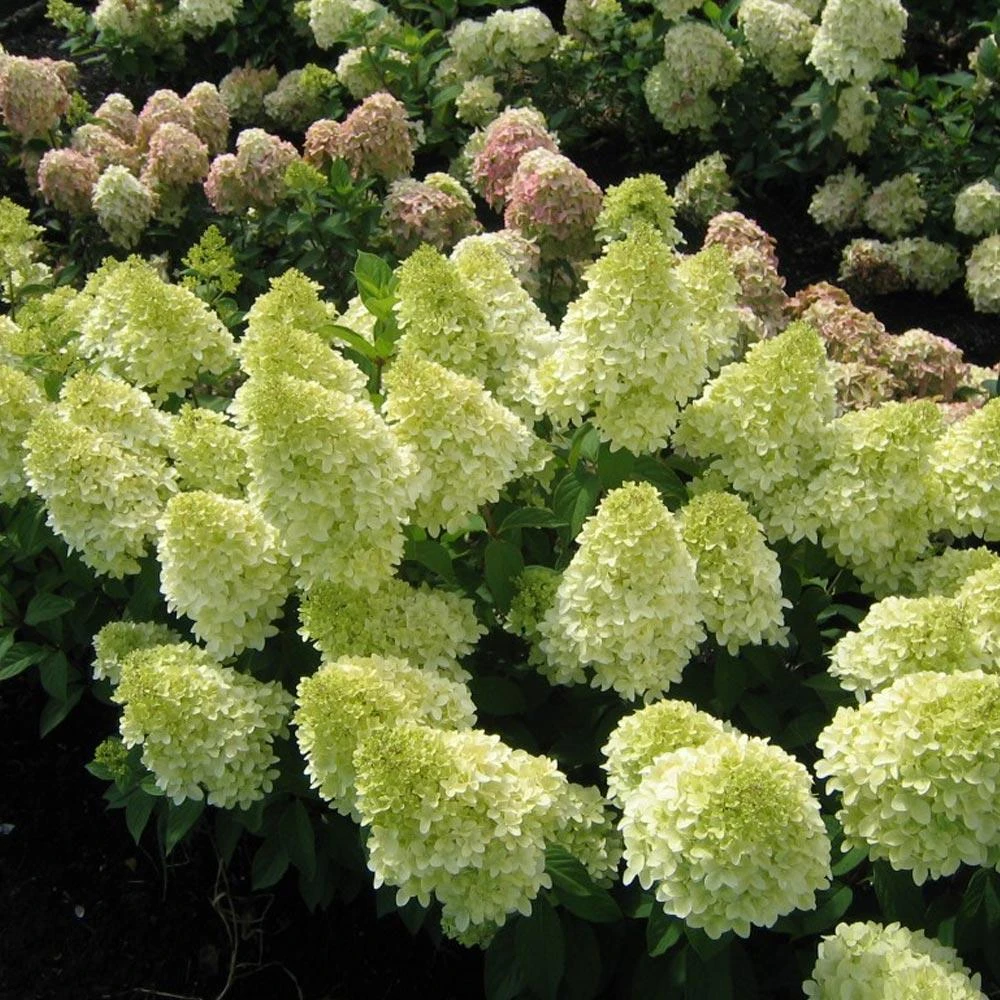 Magical® Candle Hydrangea Shrub 4 Magical® Candle Hydrangea Shrub - Image 2