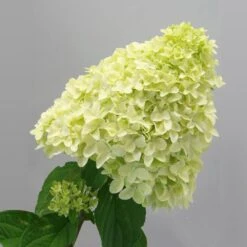 Magical® Candle Hydrangea Shrub 9 Magical® Candle Hydrangea Shrub -Green Plant Store Magical Candle 2