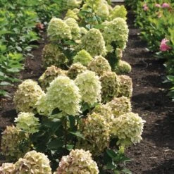 Magical® Candle Hydrangea Shrub 8 Magical® Candle Hydrangea Shrub -Green Plant Store Magical Candle 3