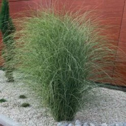 Morning Light Miscanthus -Green Plant Store Maiden Grass Morning light 3 FGT