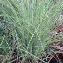 Morning Light Miscanthus -Green Plant Store Maiden Grass Morning light 5