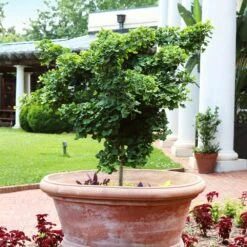 Ginkgo Biloba 'Mariken' Tree 11 Ginkgo Biloba 'Mariken' Tree -Green Plant Store Mairken Ginkgo 1 FGT