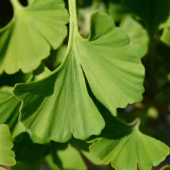Ginkgo Biloba 'Mariken' Tree 13 Ginkgo Biloba 'Mariken' Tree -Green Plant Store Mairken Ginkgo 4 FGT