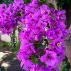 Majestic Purple Bougainvillea -Green Plant Store Majestic Purple Bougainvillea 4 FGT