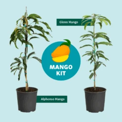 Alphonso Mango -Green Plant Store Mango Kit Graphic dc77f6db ee29 43d2 85de 9f3718171195