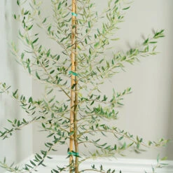 Manzanillo Olive Tree 7 Manzanillo Olive Tree -Green Plant Store Manzanilla Olive Tree 2