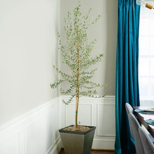 Manzanillo Olive Tree 3 Manzanillo Olive Tree