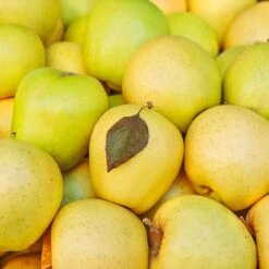 Mutsu (Crispin) Apple Tree -Green Plant Store Matsu Crispin Apple 2 911ff493 b5f3 4735 b48a e3117551cc55