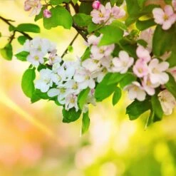 Mutsu (Crispin) Apple Tree -Green Plant Store Matsu Crispin Apple 5 dca4ed85 2ad7 4328 a42e 52262a2a9672