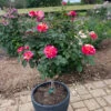 Maurice Utrillo™ Rose Tree -Green Plant Store Maurice Utrilo Rose Tree FGT 600x600 3dcdfaaa f481 4aac 9e0f 720dcfc84142