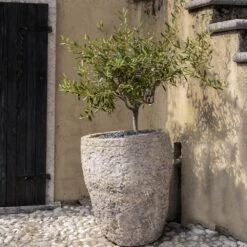 Maurino Olive Tree 9 Maurino Olive Tree -Green Plant Store Maurino Olive FGT 2
