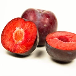 Methley Plum Tree -Green Plant Store Methley Plum 3 6230ed7a 5c4e 4b03 88d0 ad8f75f62363