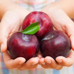 Methley Plum Tree -Green Plant Store Methley Plum 4 4ec34c93 142f 4450 8af1 feb06f93c049
