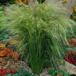 Mexican Feather Grass -Green Plant Store Mexican Feather Grass 5