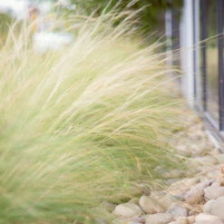 Mexican Feather Grass -Green Plant Store Mexican Feather Grass 6