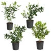 Citrus Bush Variety Kit -Green Plant Store Meyer Key cal Per 1 2 bush 600x600 2c56cf88 a401 40e9 bd89 34f2eb3cd2b9