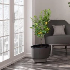 Meyer Lemon Tree - USDA Organic 13 Meyer Lemon Tree - USDA Organic -Green Plant Store Meyer Lemon Tree 3 FGT b7562976 3142 4944 868e f1282fe437b5