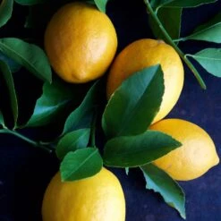 Meyer Lemon Tree - USDA Organic 14 Meyer Lemon Tree - USDA Organic -Green Plant Store Meyer Lemon Tree 4 FGT 86c355b1 1806 432f bbab b2cdc2387094