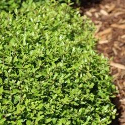 Micron® Holly Shrub 9 Micron® Holly Shrub -Green Plant Store Micron Holly 4 FGT