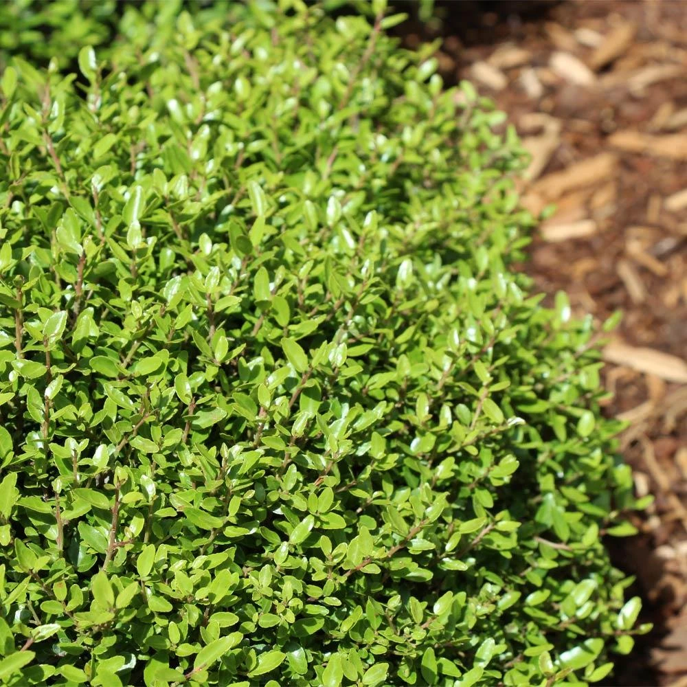 Micron® Holly Shrub 5 Micron® Holly Shrub - Image 3