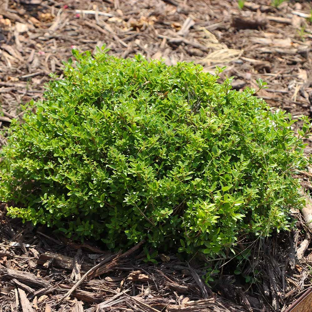 Micron® Holly Shrub 7 Micron® Holly Shrub - Image 5