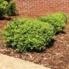 Micron® Holly Shrub 1 Micron® Holly Shrub -Green Plant Store Micron Holly FGT 600x600 cc732743 8fd3 45e5 8acd 804a14afbbb0