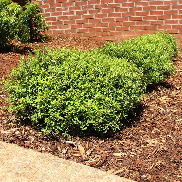 Micron® Holly Shrub 3 Micron® Holly Shrub