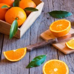 Midknight Valencia Orange -Green Plant Store MidKnight Orange 3 FGT