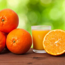 Midknight Valencia Orange -Green Plant Store MidKnight Valencia Orange 3