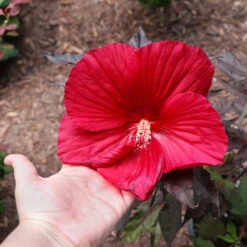 Midnight Marvel Hardy Hibiscus -Green Plant Store Midnight Marvel Hibiscus 2
