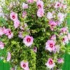 Minerva Rose Of Sharon Althea Shrub -Green Plant Store Minerva Rose of Sharon 600x600 52d2273b 3935 4751 bb8d 3efc1c0374de