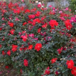 Miracle On The Hudson™ Rose 11 Miracle On The Hudson™ Rose -Green Plant Store Miracle on the Hudson 4 FGT