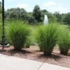 Miscanthus Gracillimus (Maiden Grass) -Green Plant Store Miscanthus Gracillimus Maiden Grass fgt 600x600 404029e9 7938 4e15 81a4 5e1ed1f40f79