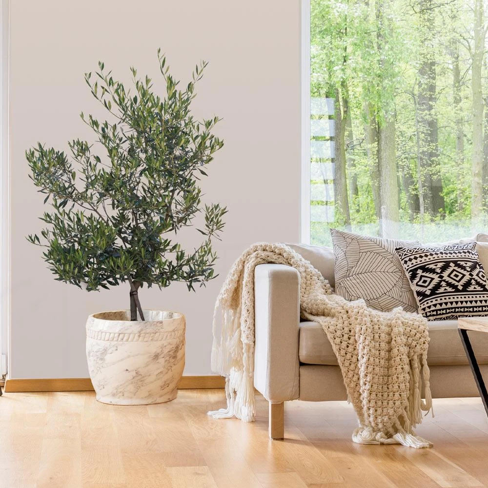 Mission Olive Tree 4 Mission Olive Tree - Image 2