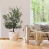 Mission Olive Tree -Green Plant Store Mission Olive FGT 600x600 49ed6558 0b08 46fc 9824 360866454470