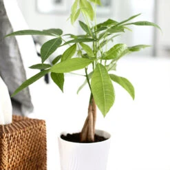 Money Tree In White Pot 8 Money Tree In White Pot -Green Plant Store Money Tree Green Circle LIV Pottery Pot 2