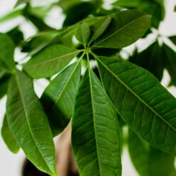 Money Tree In White Pot 9 Money Tree In White Pot -Green Plant Store Money Tree Green Circle LIV Pottery Pot 3