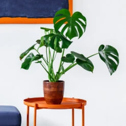 Monstera Deliciosa And Fiddle Leaf Fig Combo 8 Monstera Deliciosa And Fiddle Leaf Fig Combo -Green Plant Store Monstera delisiosa 1 BB