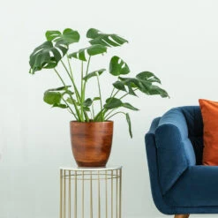 Boho House Plant Kit -Green Plant Store Monstera delisiosa 3 FGT 704a637b b40b 4518 a8eb f83a103d90ba