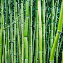 Multiplex Bamboo -Green Plant Store Multi plex bamboo 3