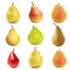 3-in-1 Pear Tree 1 3-in-1 Pear Tree -Green Plant Store Multifruit Pear 600x600 c569229c edfb 40ee 81c9 4b34ecffe63b