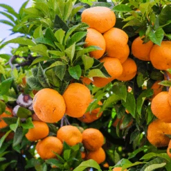 Murcott Honey Mandarin Tree 7 Murcott Honey Mandarin Tree -Green Plant Store Murcott Honey Mandarin Tree 450 D1