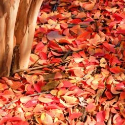 Muskogee Crape Myrtle Tree -Green Plant Store Muskogee Crape Myrtle 6