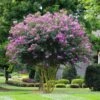 Muskogee Crape Myrtle Tree -Green Plant Store Muskogee Crape Myrtle FGT 600x600 39800816 3b8c 443a 95a1 8a2bf59ddd34