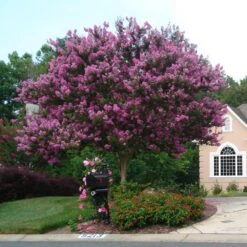Muskogee Crape Myrtle Tree -Green Plant Store Muskogee Crape Myrtle single trunk